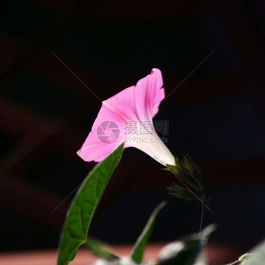 紫色fetunia园艺香水植物学植物群花朵绿色宏观环境生长花园图片