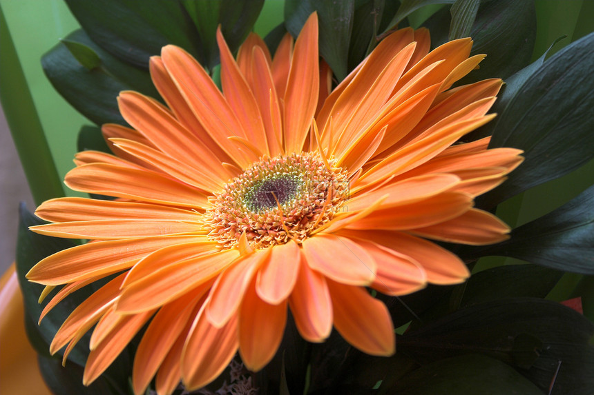 菊花宏观季节菊科铭文植物植物群翠菊花园花瓣美女图片