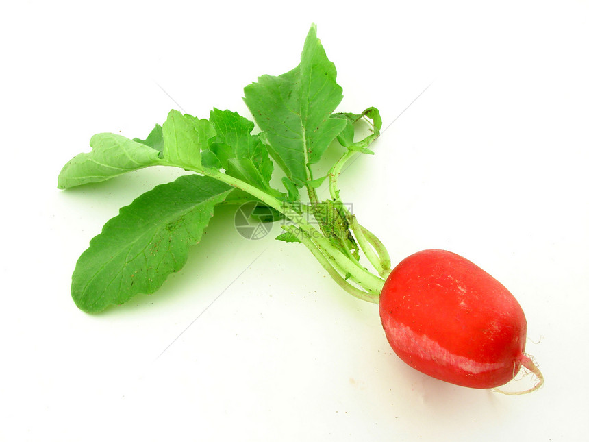孤立的Radish红色绿色农场食物蔬菜绿色植物收成营养饮食季节图片