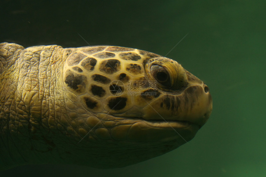 水下海龟的肖像图片