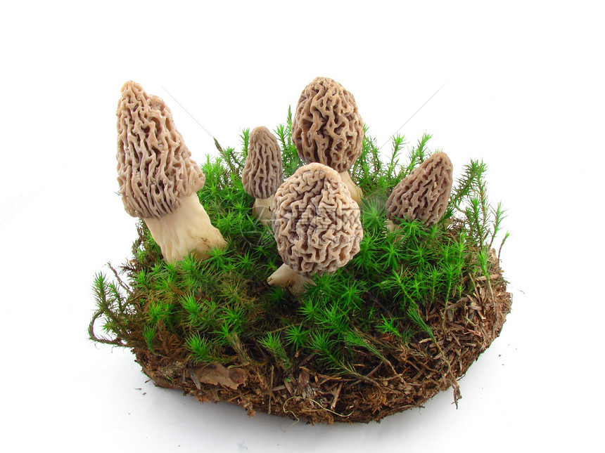 蘑菇土壤食物美味白色黑色菌类季节海绵常委营养图片