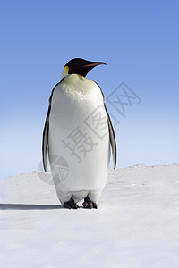 企鹅皇帝天空野生动物蓝色动物背景图片