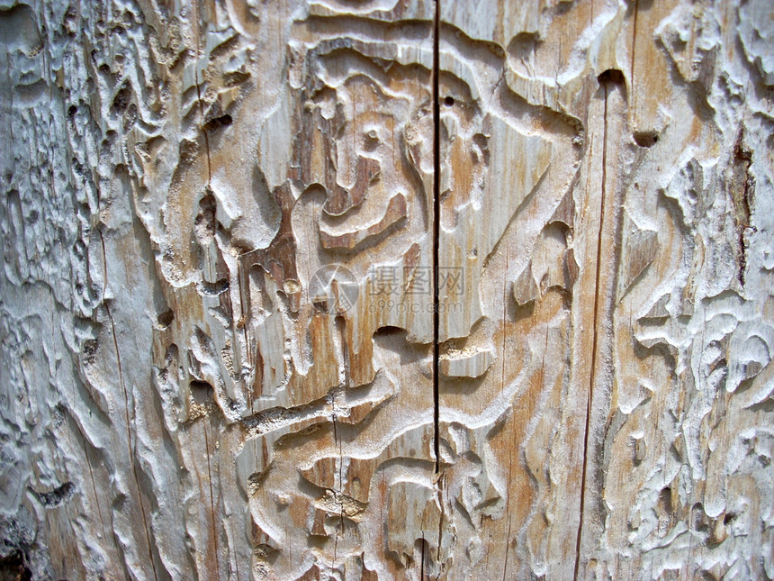 树皮树皮纹理植物线条设计网页墙纸材料图片