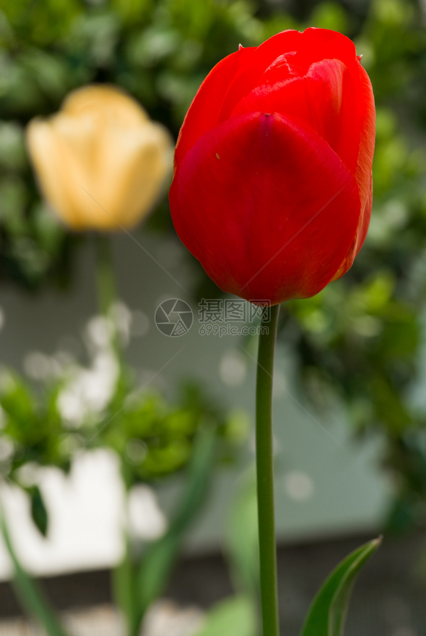 郁金花店园丁宏观香味橙子花瓣植物花园图片