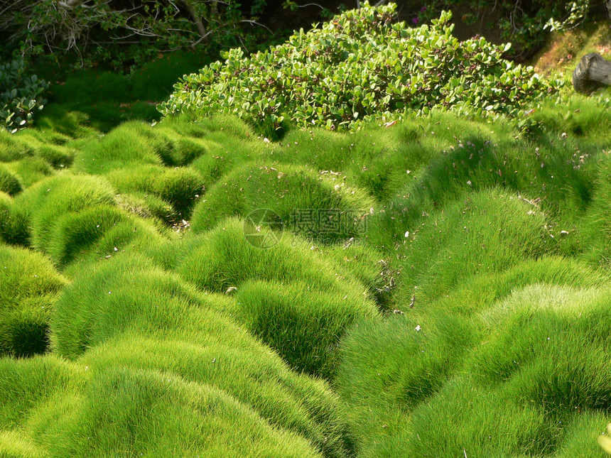 绿蚊草地阳台苔藓草原辉光植物阴谋绿色公园森林图片