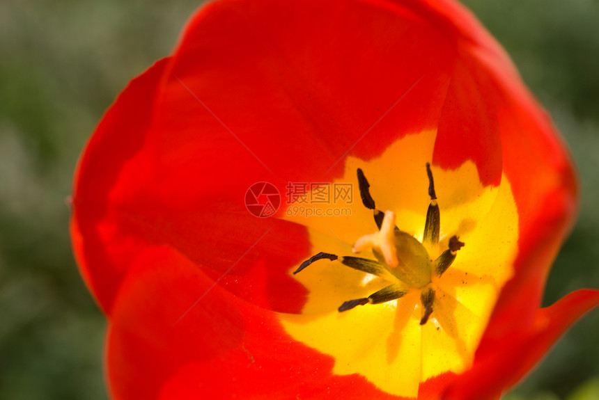 郁金tullip红色香味黄色琥珀色郁金香植物花瓣静物花园园丁图片