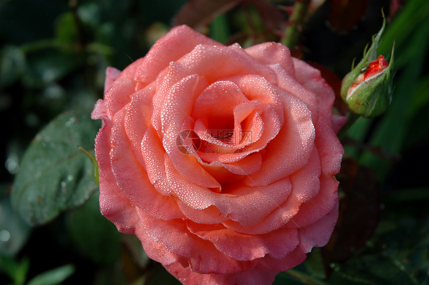 粉红玫瑰花白色热情花瓣珠子粉色脆弱性园艺花园叶子宏观图片