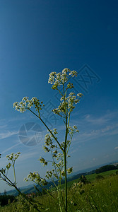 丙烯酰胺草甸植物天空高清图片