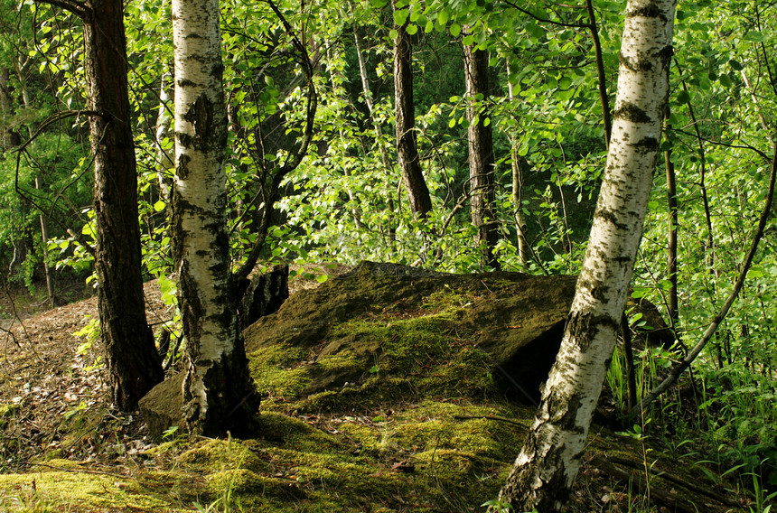 森林环境木头荒野生长季节绿色树林桦树白色乡村图片