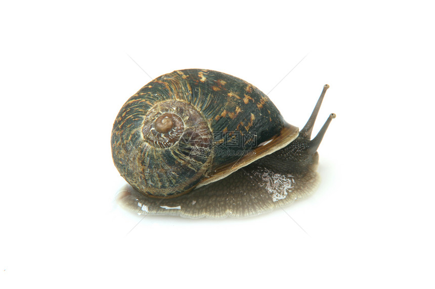 花园蜗牛害虫白色棕色生物漏洞昆虫速度运输孤独动物图片