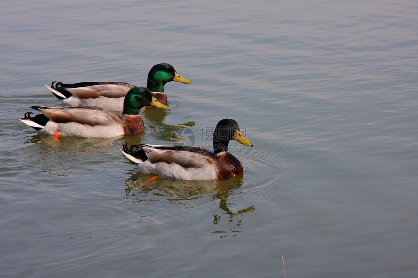 三只鸭子绿色野生动物三重奏眼睛羽毛棕色白色池塘动物荒野图片