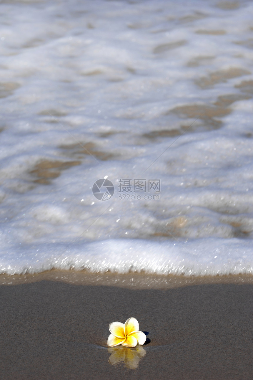 弗朗吉帕尼海洋海浪鸡蛋花泡沫孤独婚礼海滩图片