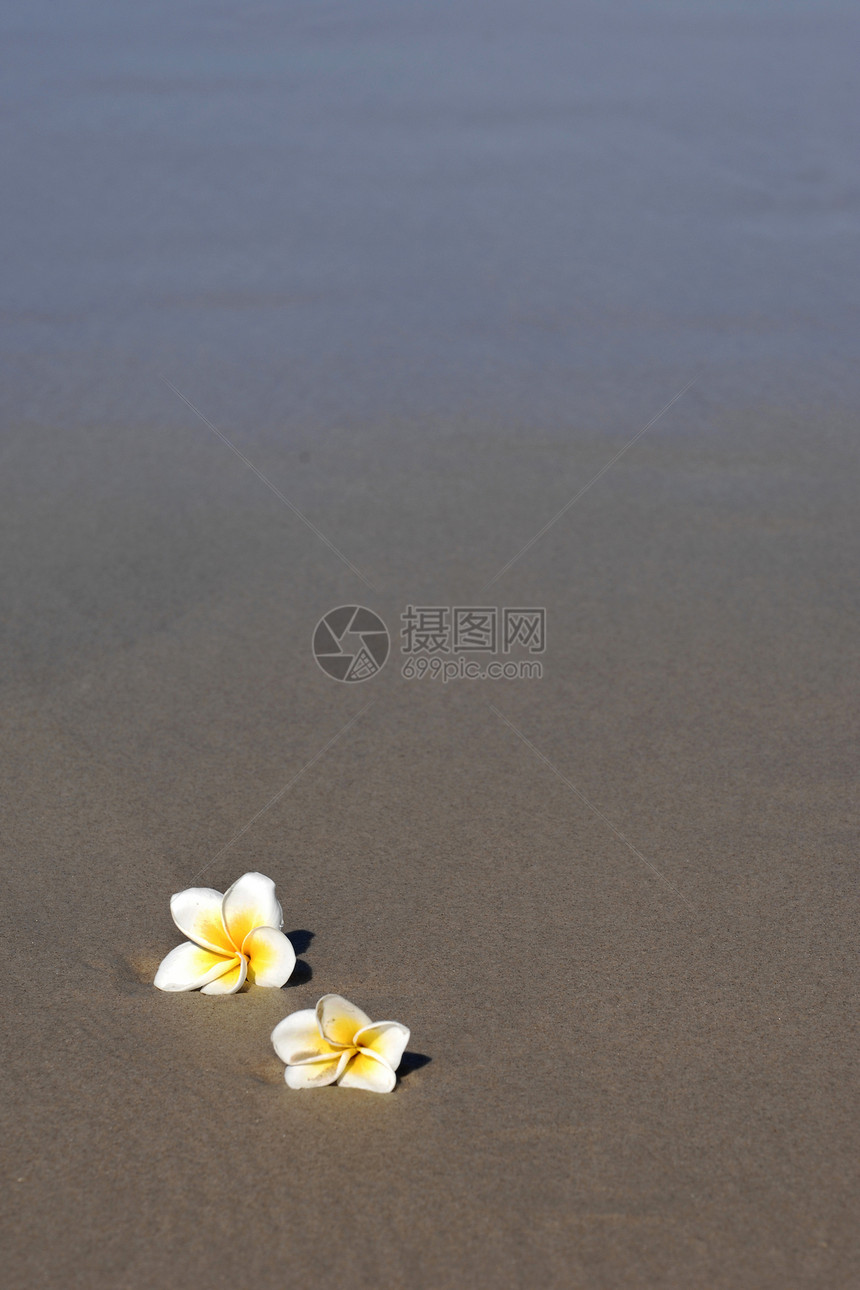 弗朗吉帕尼海洋花朵婚礼泡沫鸡蛋花海浪海滩图片