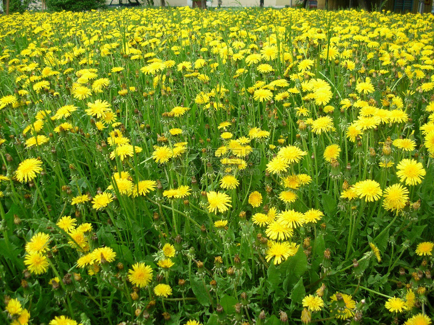 花层面积商业风景草地场地环境牧场地平线阳光场景农场图片