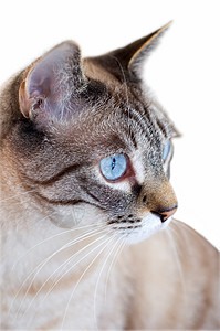 用蓝眼睛盯着猫背景图片