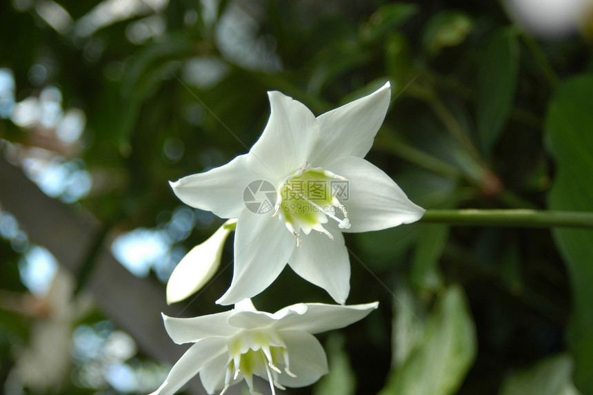 白兰花和兰花图片