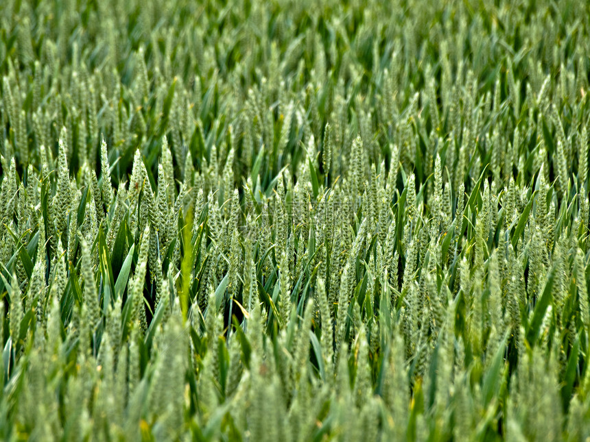 青小麦田面包植物收成气候耳朵农场食物天气生长农村图片