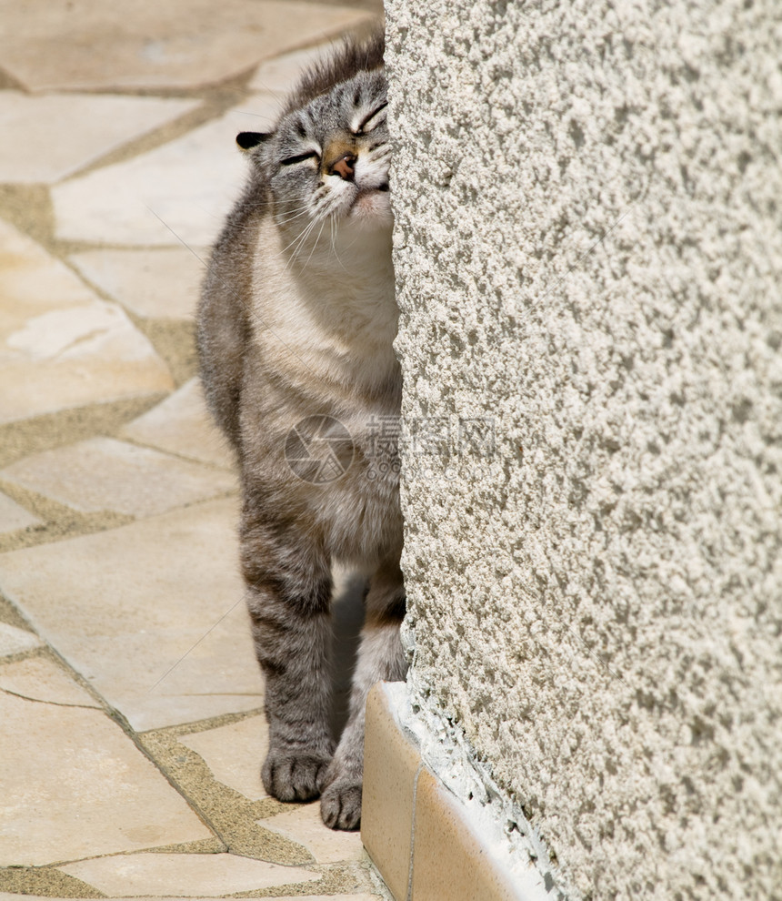 猫咪对墙壁图片