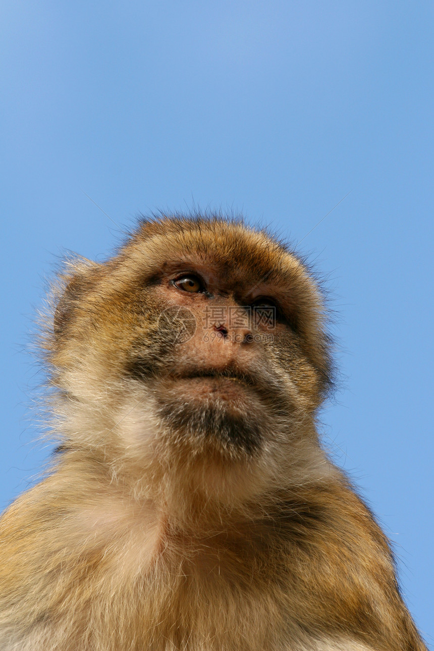 刺鼻猴动物岩石动物园毛皮灵长类荒野灰色野生动物哺乳动物巴巴图片