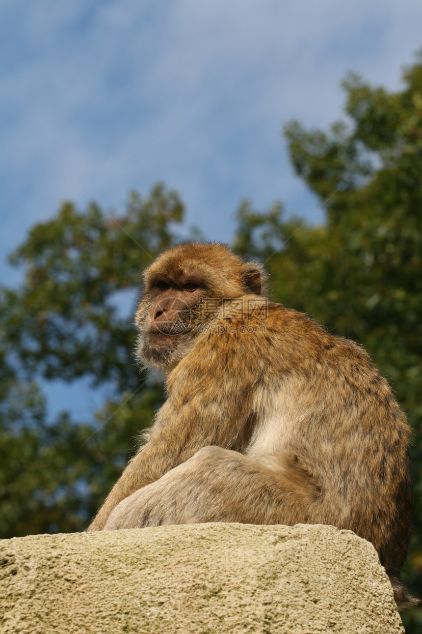 刺鼻猴猕猴野生动物哺乳动物灵长类巴巴灰色动物岩石棕色荒野图片
