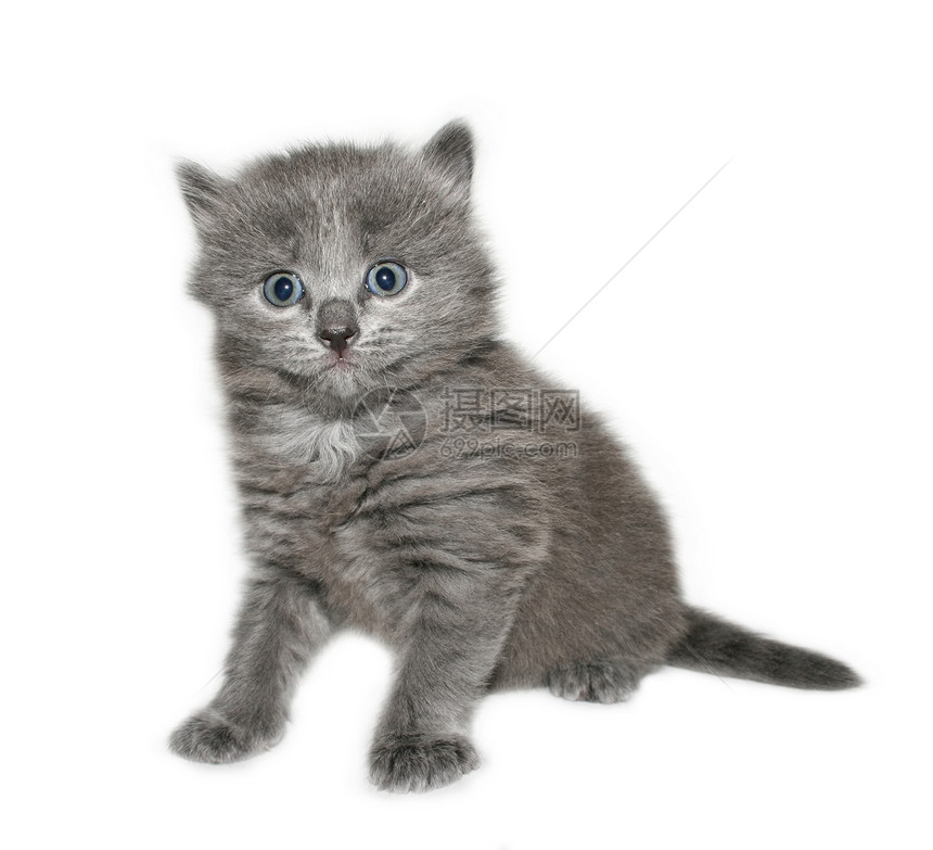 小猫椅子毛皮灰色猫咪动物宠物孩子条纹图片