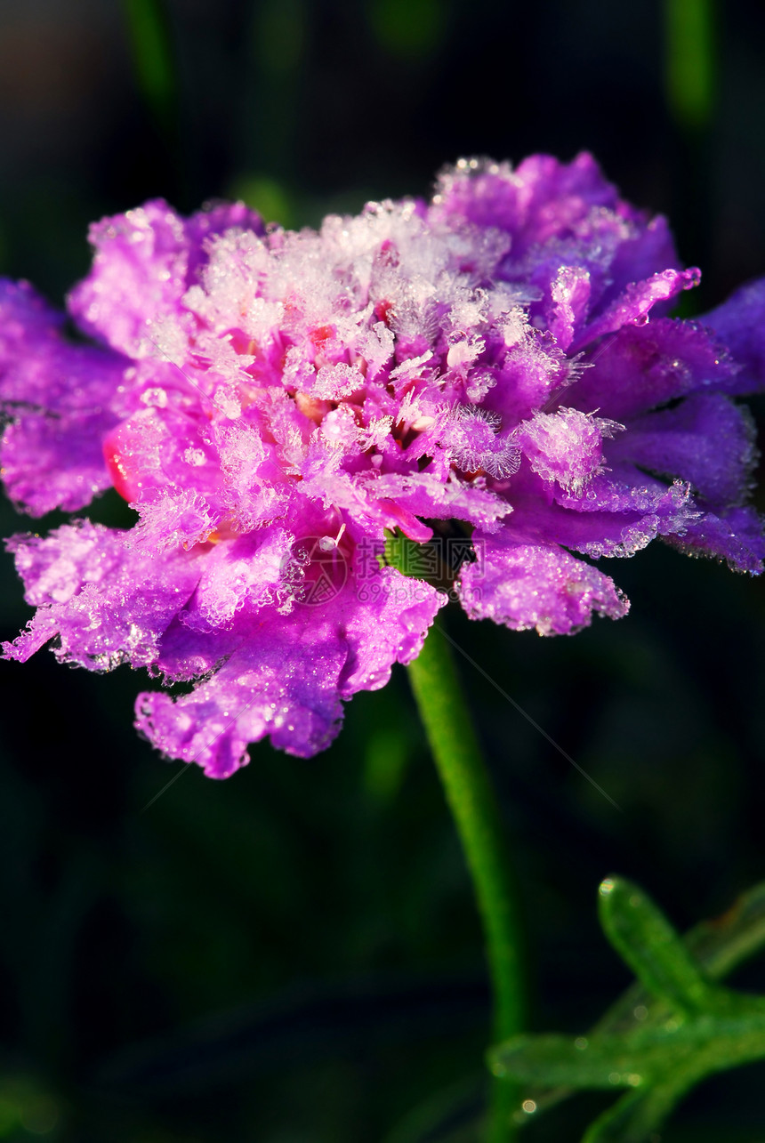 霜花花生长水晶冻结紫色植物学清凉植物冷冻宏观季节图片