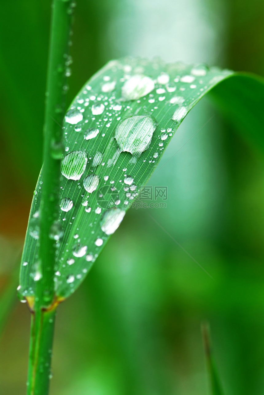 草地上的雨滴环境蒸汽绿色植物植物露水圆形飞沫宏观叶子刀刃图片