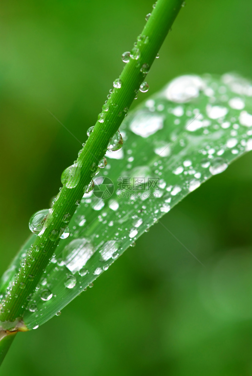 草地上的雨滴绿色植物圆形露水植物宏观树叶环境生态刀刃绿色图片
