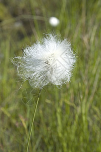 棉花种子棉花草野花宏观沼泽绿色棉草种子叶子流苏植物白色背景