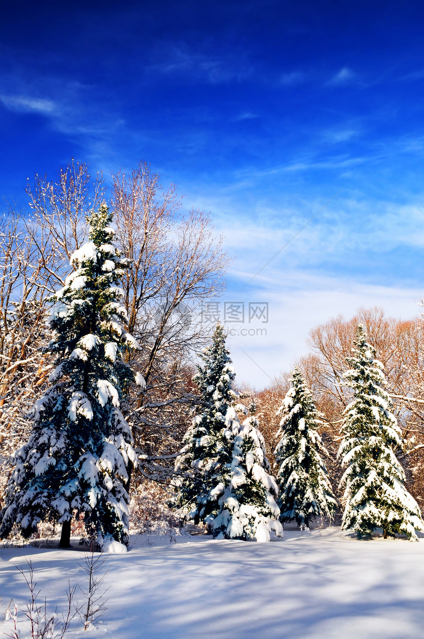 冬季森林晴天仙境风景树木降雪公园场景荒野分支机构季节图片