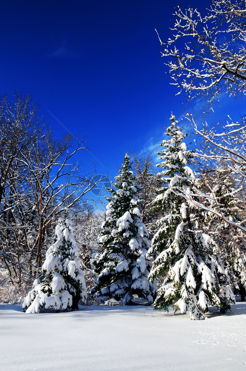 冬季森林风景季节仙境树木降雪天气公园晴天天空荒野图片