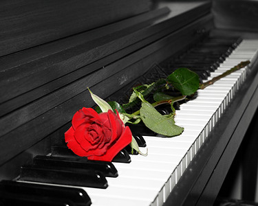 钢琴上的玫瑰红色钥匙绿色白色背景图片