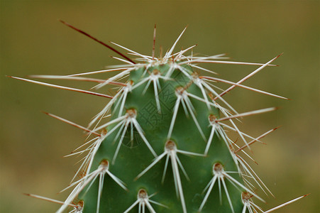 仙地植物绿色尖刺背景图片