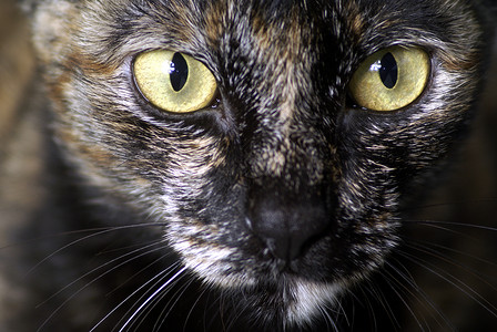 Catc 特写剪贴画像动物猫咪眼睛背景图片