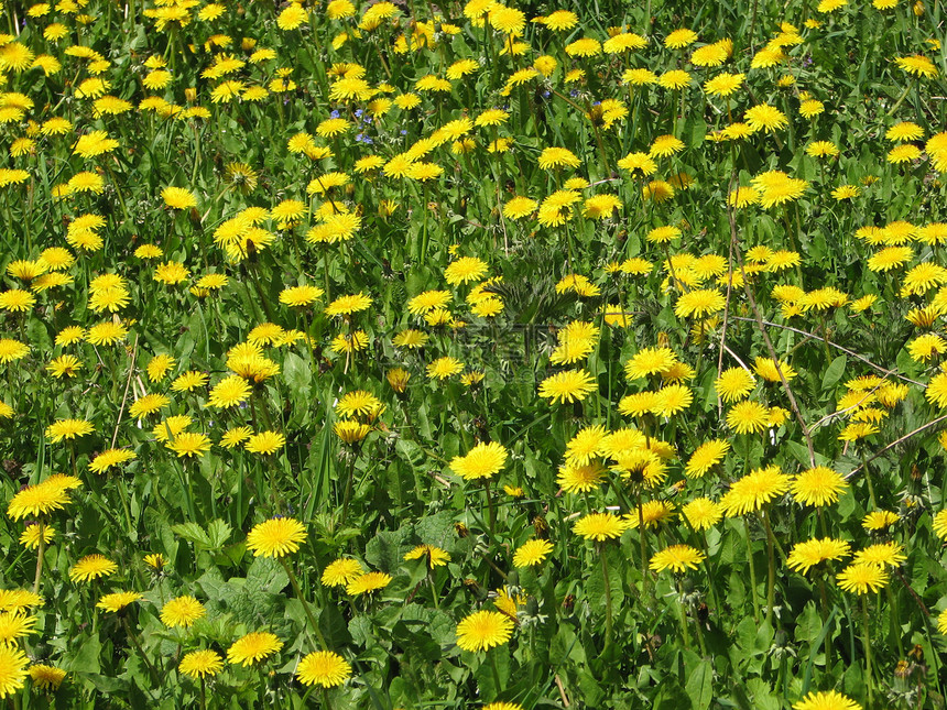 Dandelion 字段黄色场地绿色花朵图片