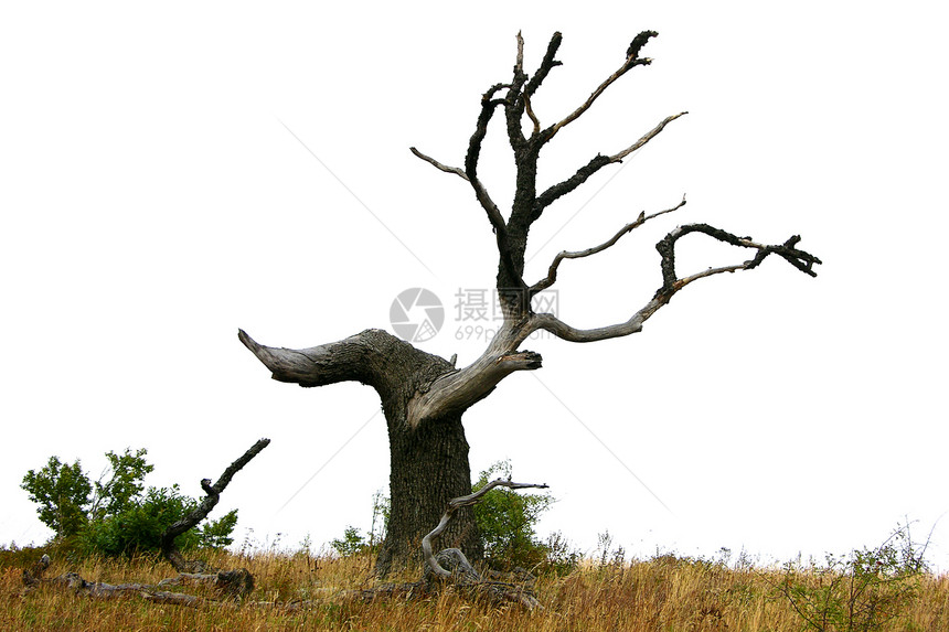 山中枯树情绪风暴天气场景土地时间石头树木悲伤戏剧性图片