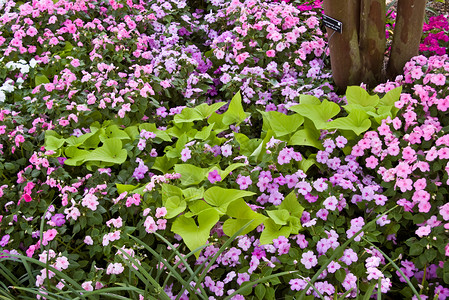 多彩花朵床花园欢乐绿色花坛植物喜悦背景图片