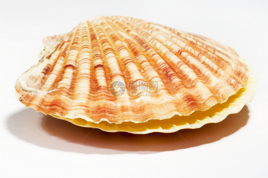 白色背景上孤立的美丽的贝壳热带海洋海滩海滨海岸线假期收藏螺旋图片