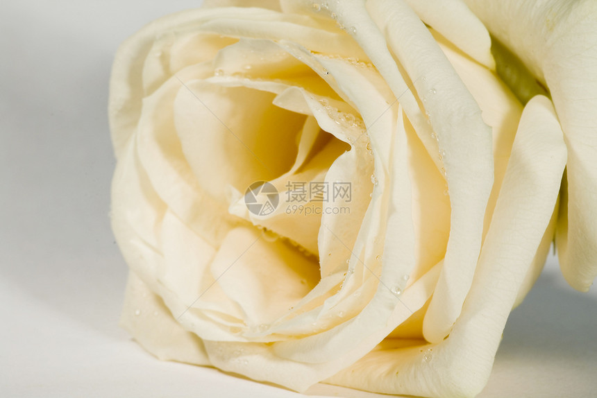 玫瑰礼物植物晴天花瓣芳香花园宏观婚礼飞沫图片