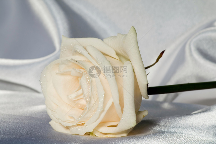 玫瑰婚礼花园晴天宏观植物芳香礼物飞沫花瓣图片