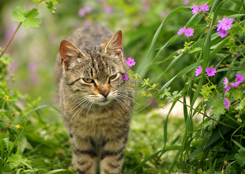 春花生的灰猫图片