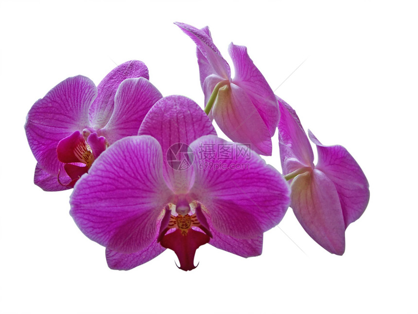 紫紫兰礼物白色植物学花瓣情调周年婚礼庆典纪念日异国图片