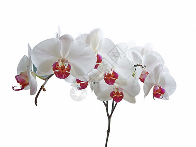 白兰花情调礼物婚礼周年白色生日纪念日异国花瓣植物背景图片