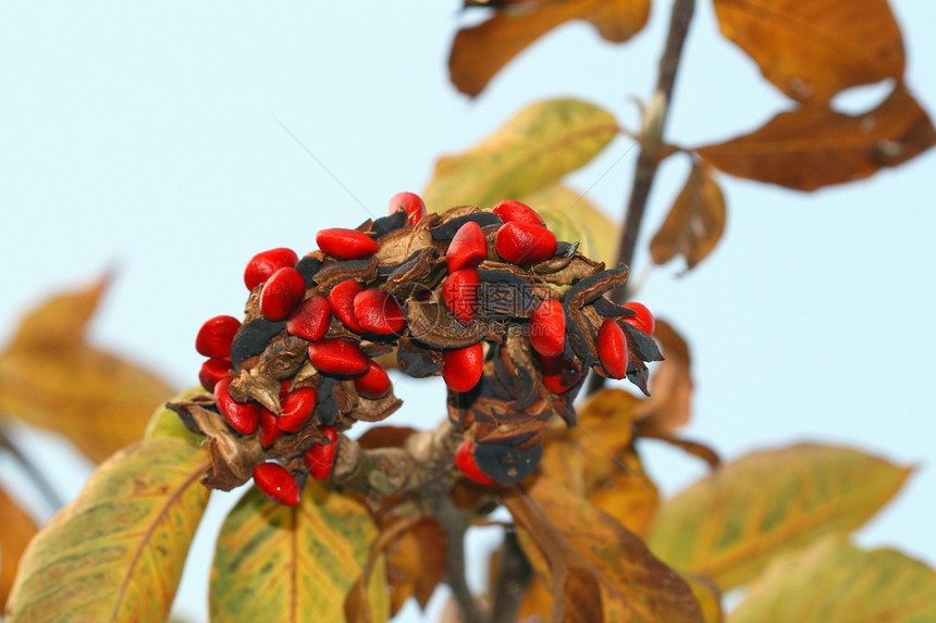 红条水果宏观红色生长植物图片