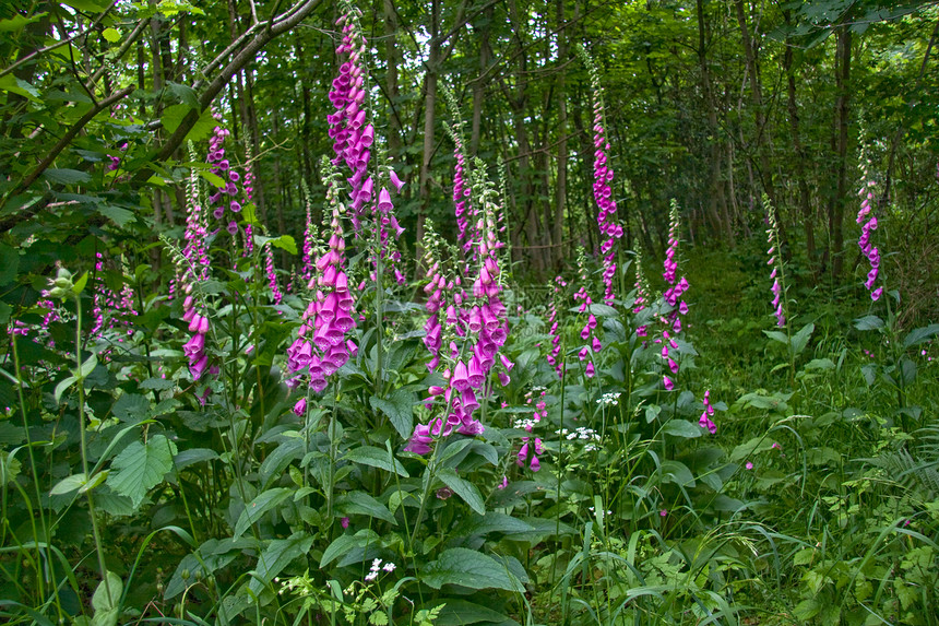 狐群粉色季节性林地绿色植物花朵荒野杂草树木乡村森林图片