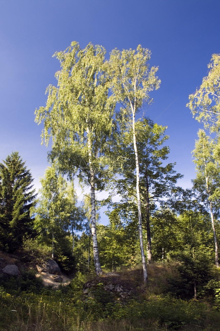 Birch 树植物生态林业白色叶子农村天空木头绿色树干图片