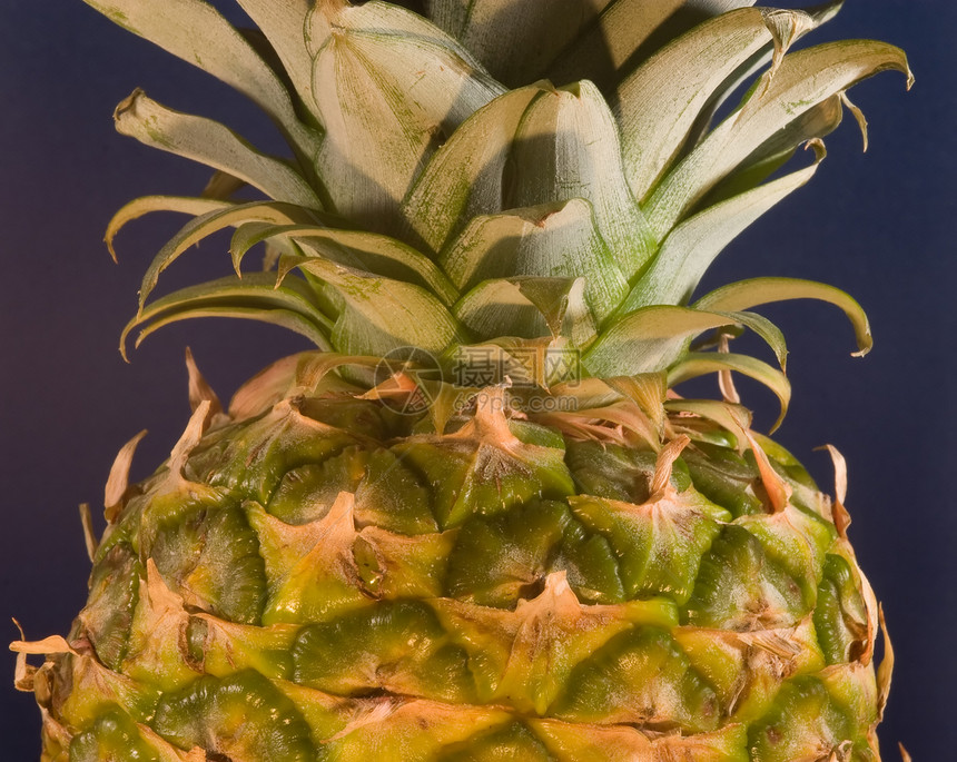 阿纳纳斯科莫苏斯情调代谢养分松树菠萝锥体凤梨植物小吃食物图片