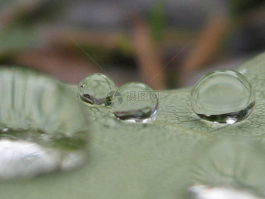 雨滴水晶球太阳地球仪雨珠魔法绿色叶子水球图片