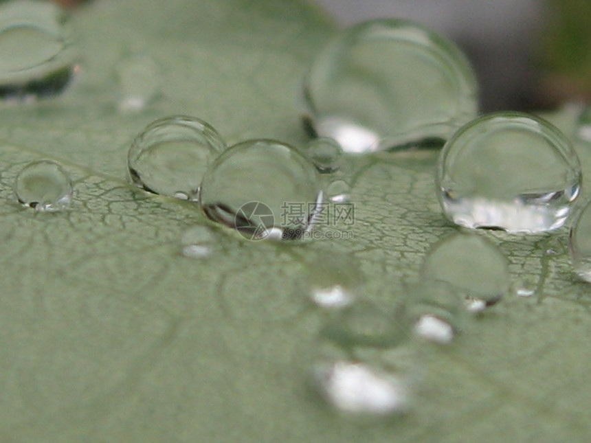 雨滴太阳雨珠地球仪绿色魔法叶子水球水晶球图片