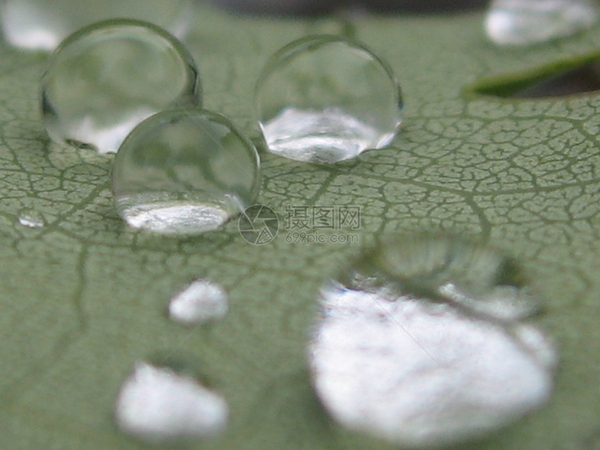 雨滴水晶球绿色雨珠魔法水球太阳叶子地球仪图片